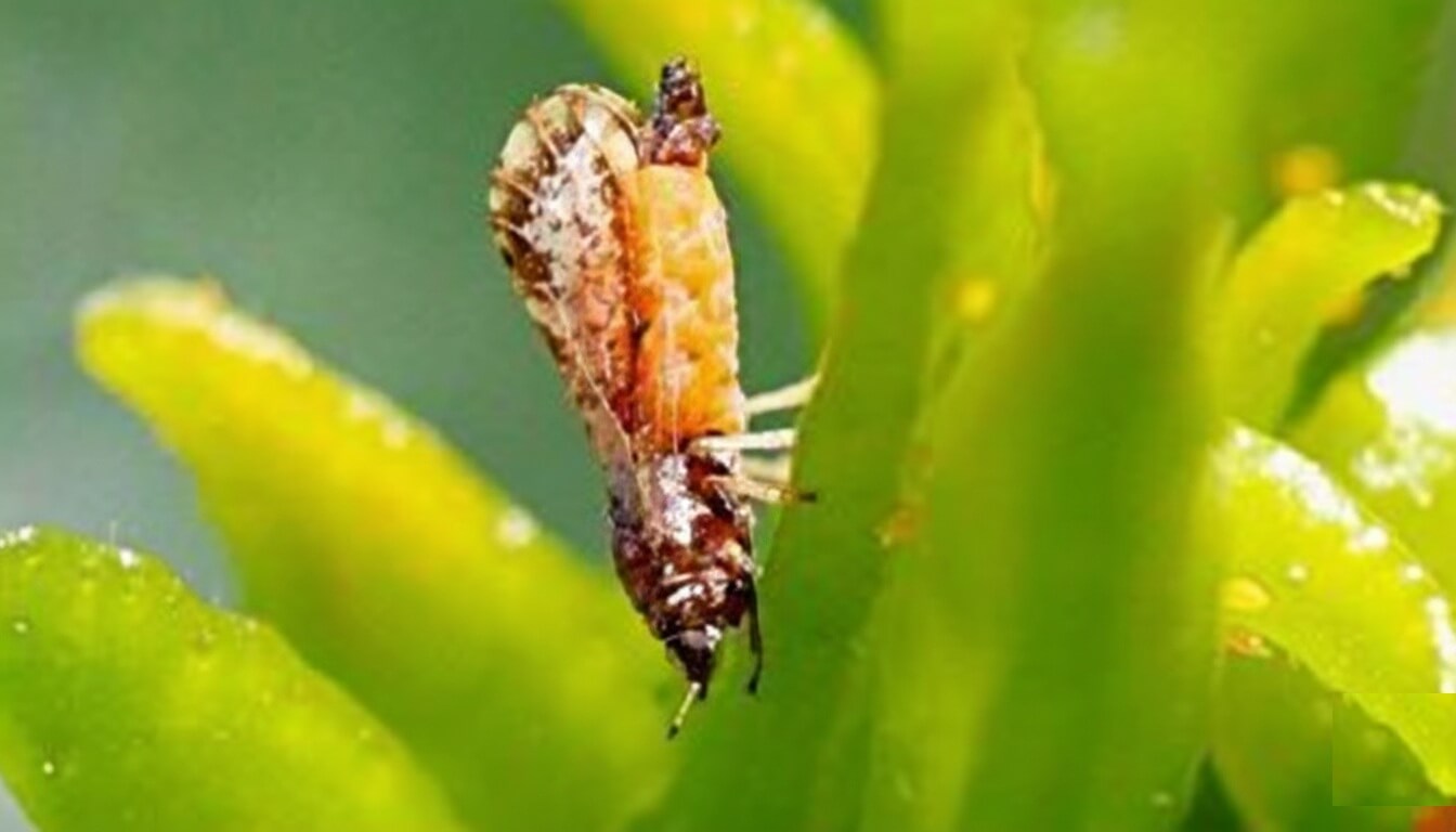 Colombia refuerza la vigilancia del HLB en cítricos con modelación epidemiológica y foco en respuesta temprana (1).jpg